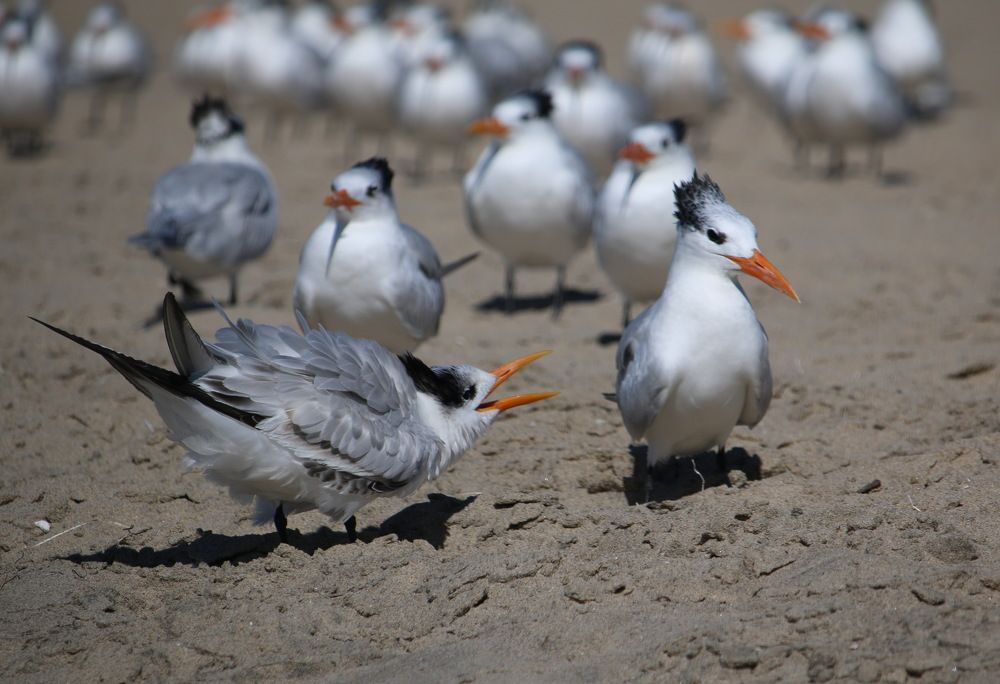 Фотография автора Анна Голубева