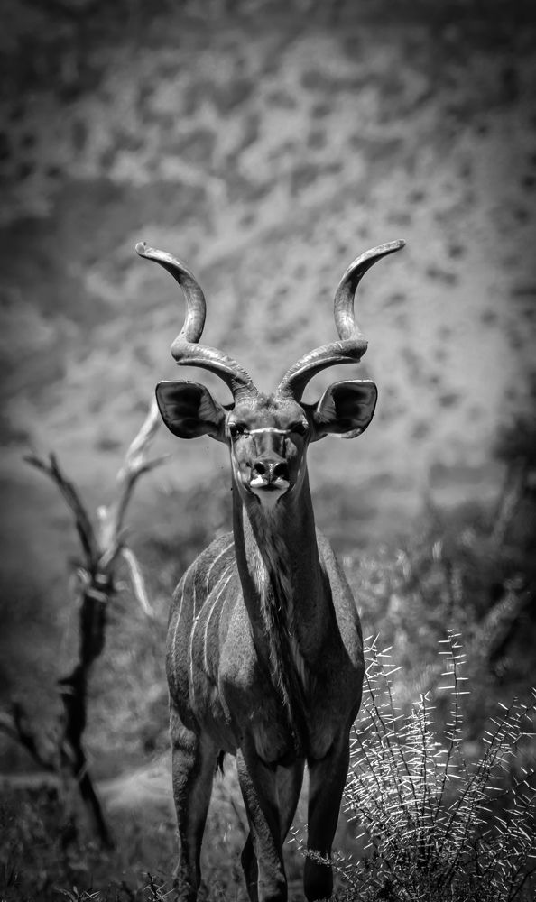 Photograph by Nadine Leonard