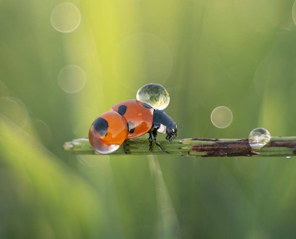 Photograph by Александр Гвоздь