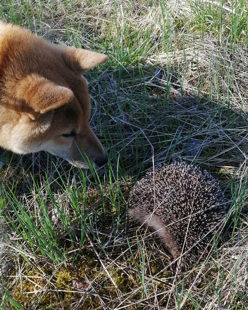 Фотография автора Борис Журавлёв