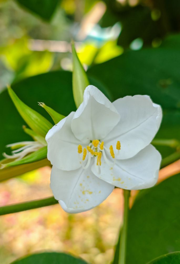 Beautiful white Flower