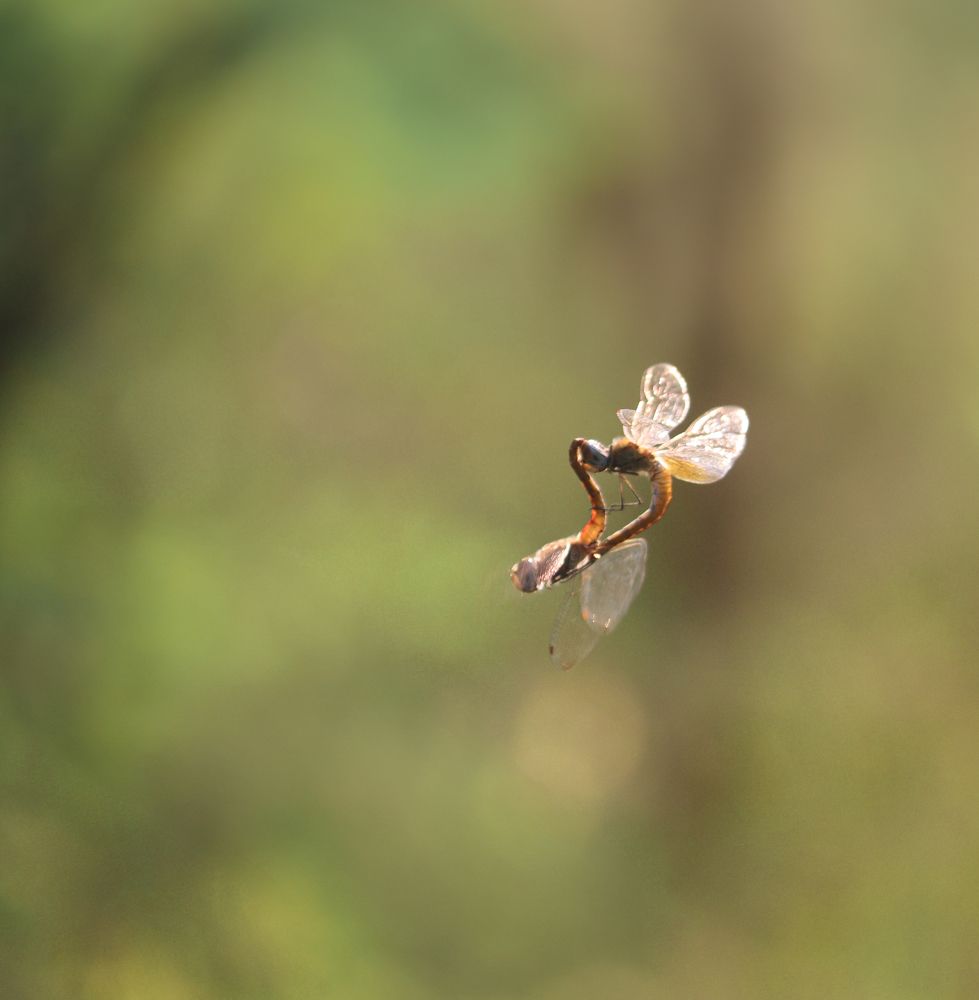 Love is in the air !!