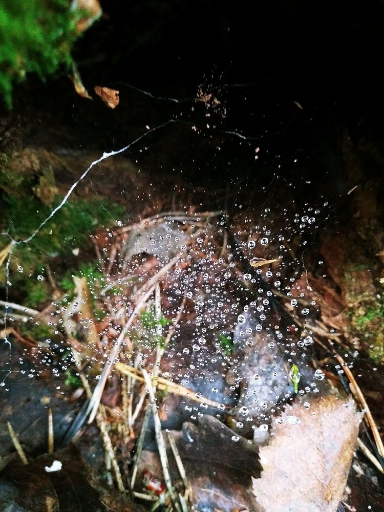 Photograph by Инна Голубева