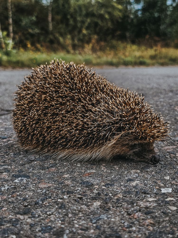 Фотография автора Анна Мисякова