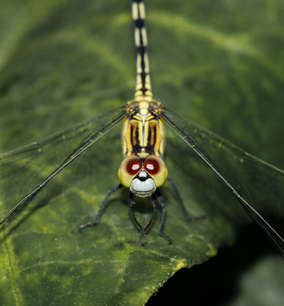 Photograph by Prasad Iyer