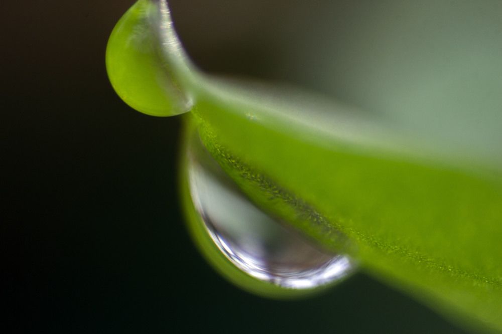 Photograph by Reza Zanganeh