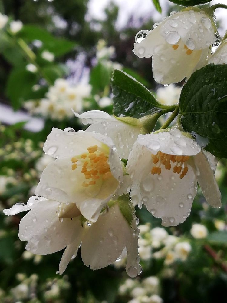 Photograph by Galina Novichkova