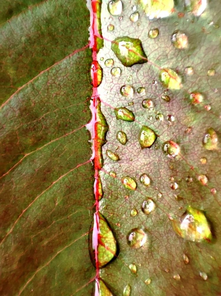 Photograph by Galina Novichkova