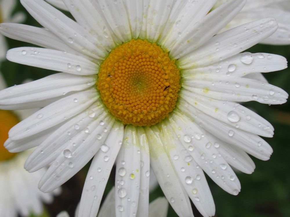 Photograph by Ольга Березовская