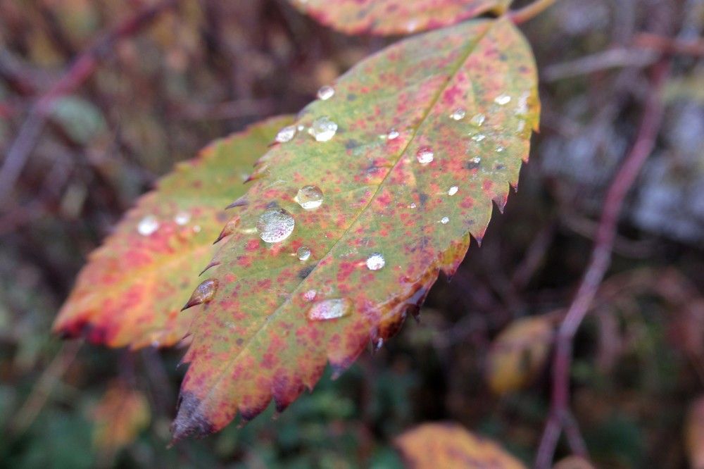 Photograph by Ольга Березовская