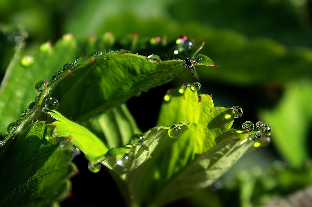 Photograph by Юлия Трап