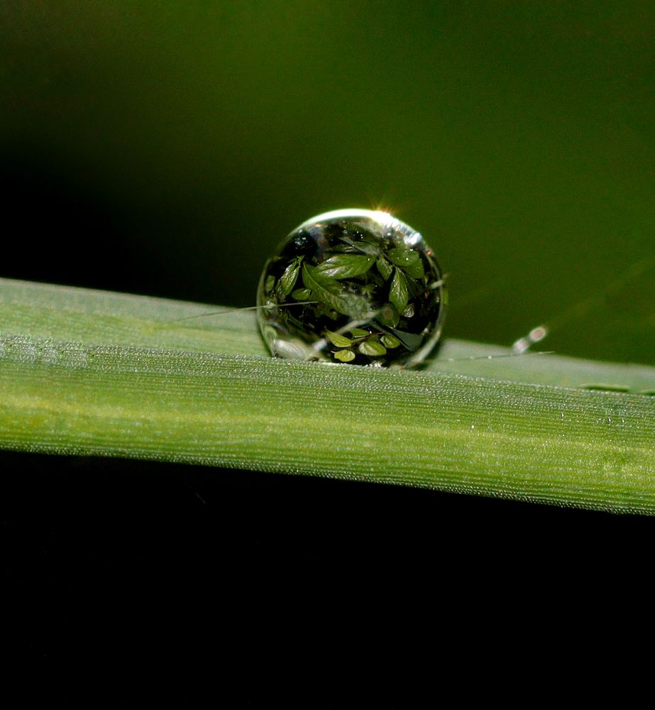 Drop of tiny world