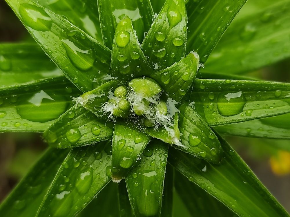 Photograph by Юлия Трап