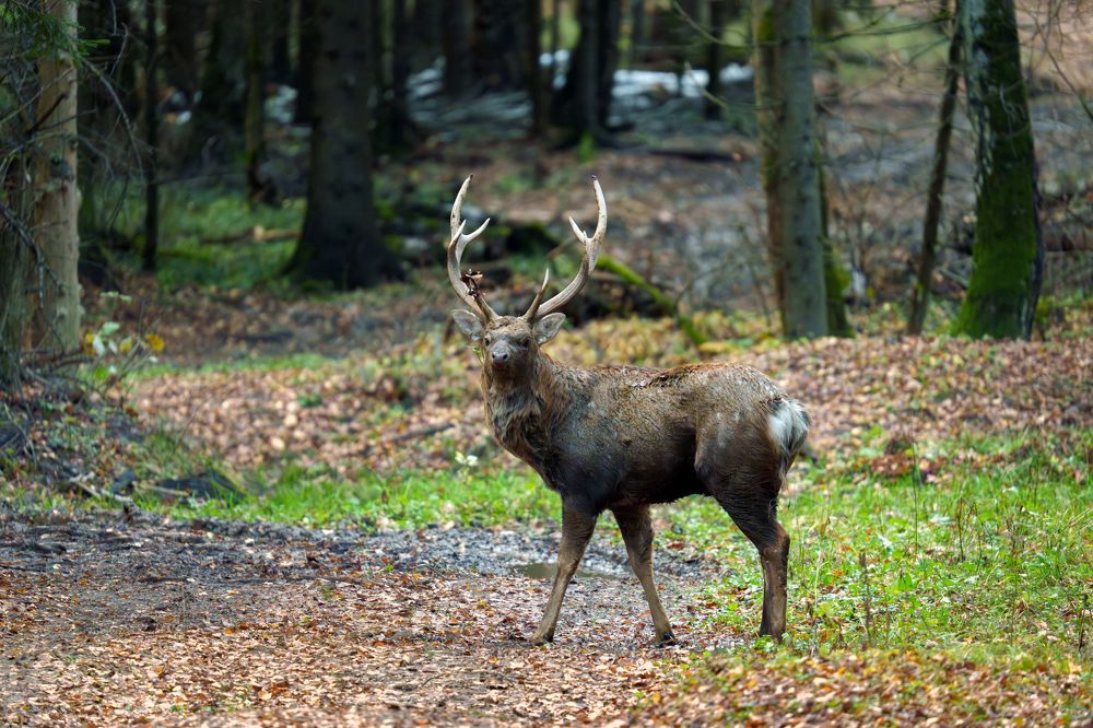 Хозяин леса