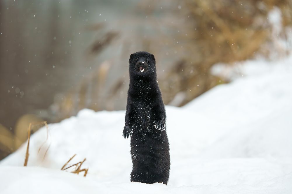 Норка американская