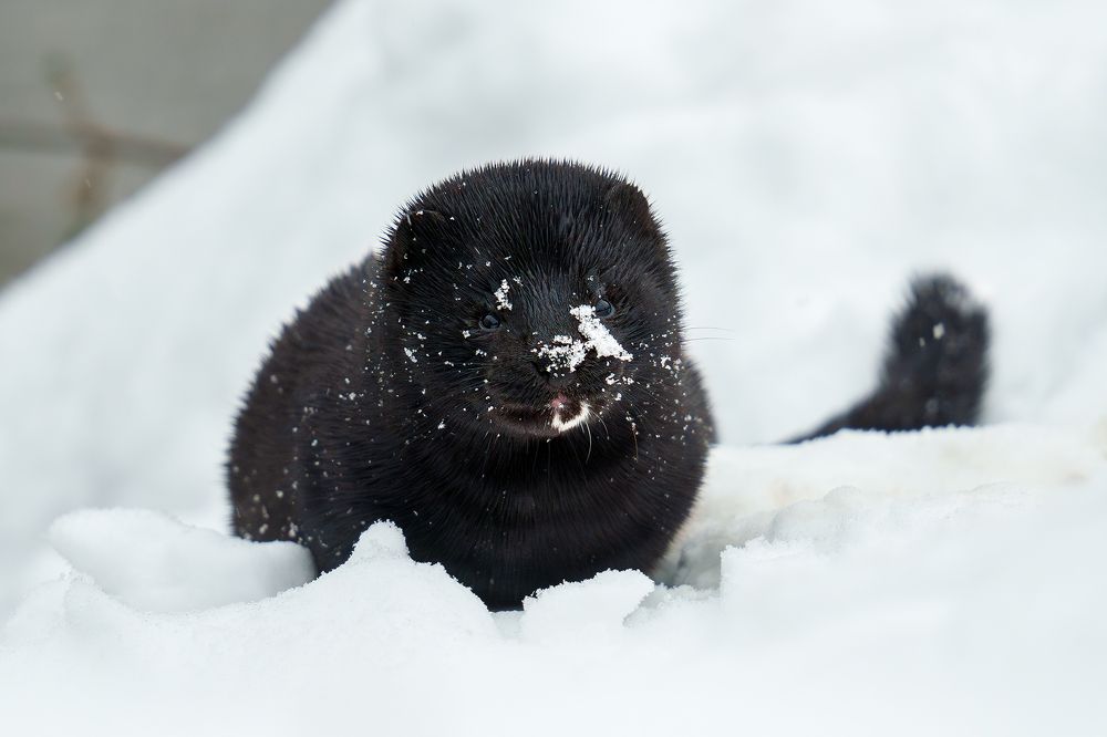 С первым снегом! Норка американская