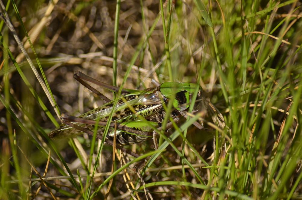 Фотография автора Алексей Власов
