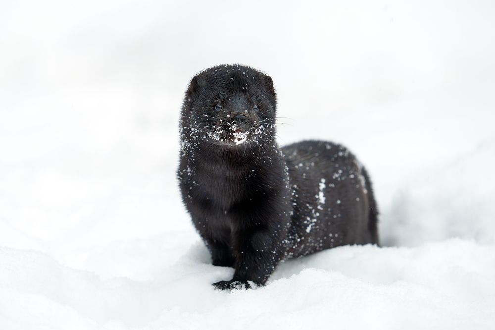 Ну, здравствуй, зима!