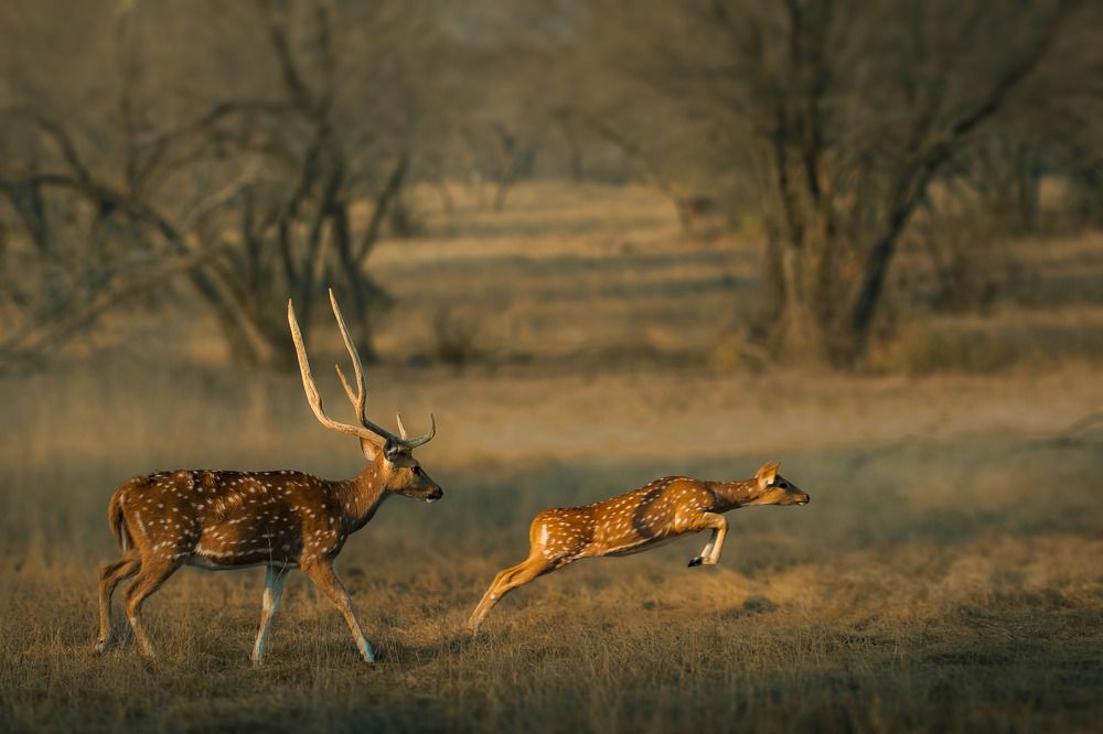 The Progressing Spotted Stag and Fawn in the Golden Hour