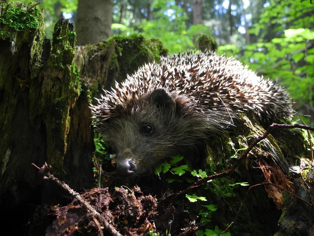 Photograph by Андрей Головин