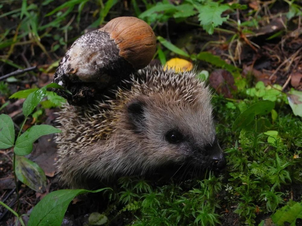 Photograph by Андрей Головин