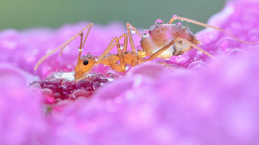 Photograph by Chen-You Li