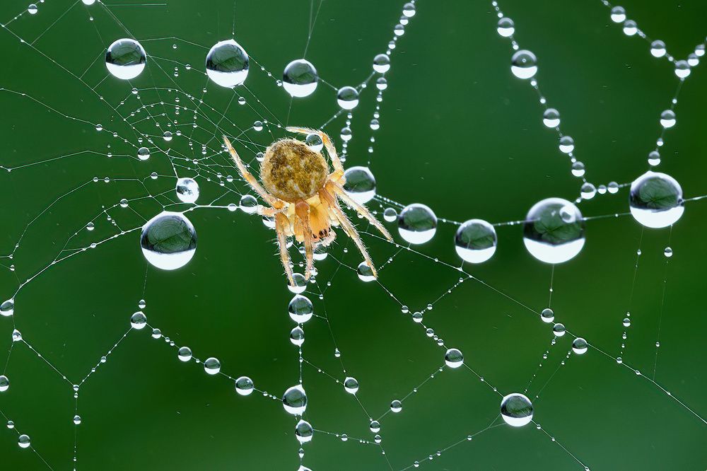 Photograph by Chen-You Li