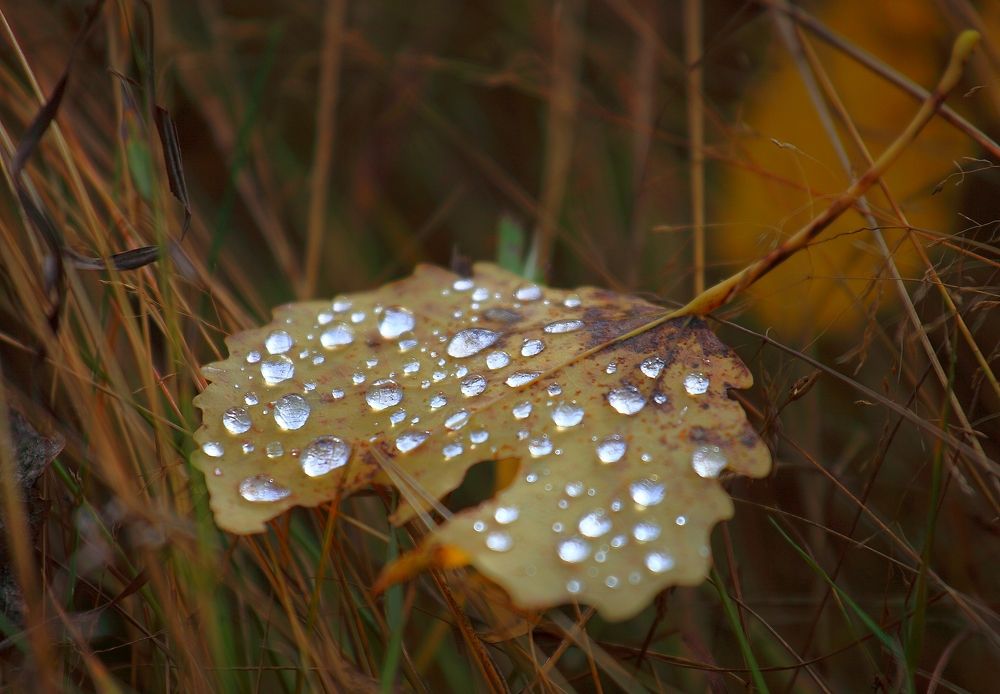 Photograph by PERESHEIN ANDREY