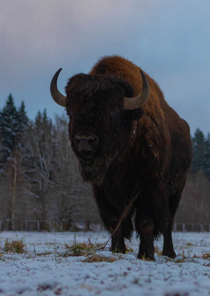 Photograph by Svetlana Porokhovnikova