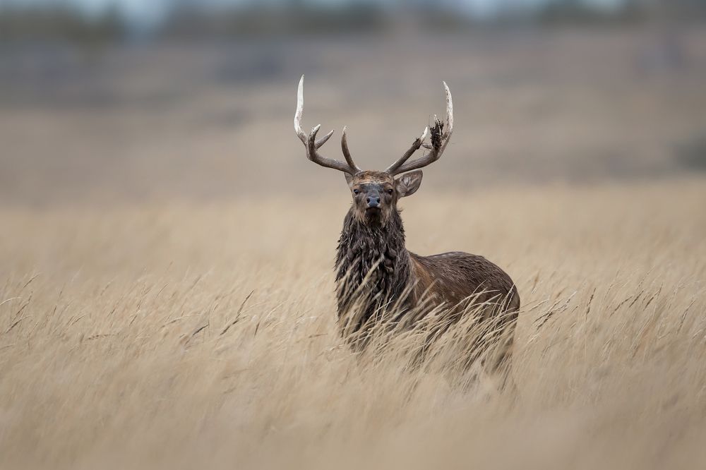 Фотография автора Lozhkin Vyacheslav
