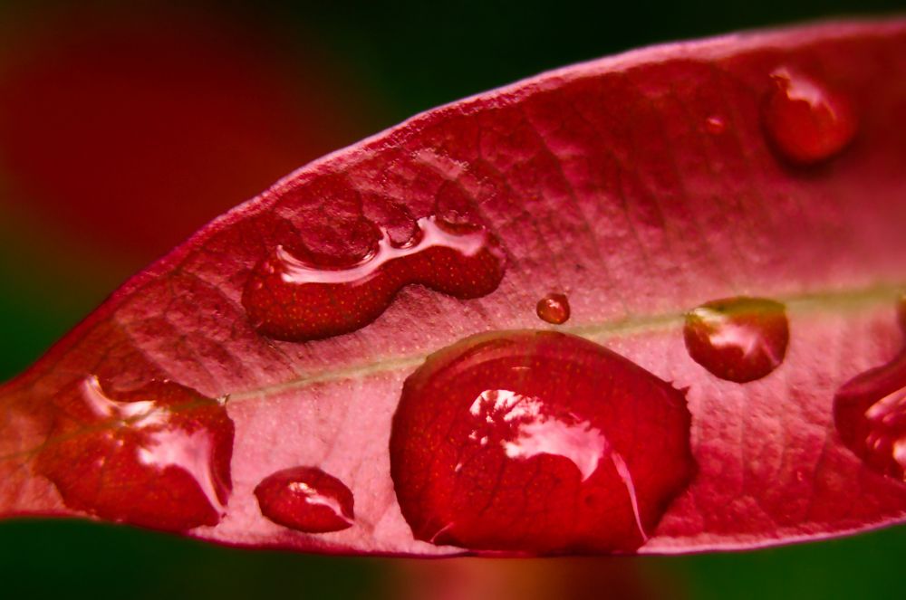 Photograph by Vimal Ram S