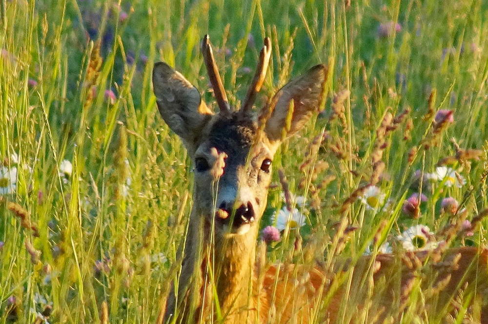 Фотография автора Jevgeni Filimonov