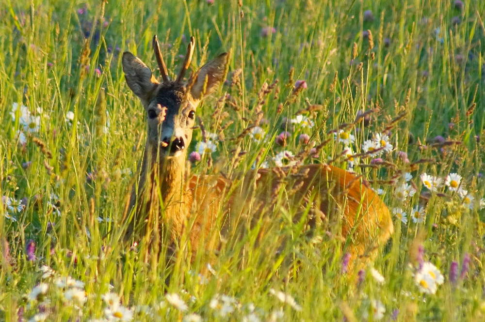 Фотография автора Jevgeni Filimonov