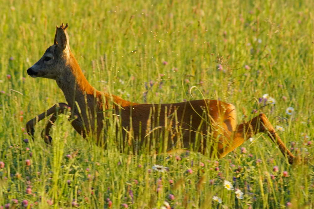 Фотография автора Jevgeni Filimonov