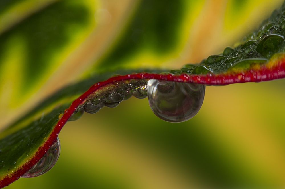 Откровения кротона