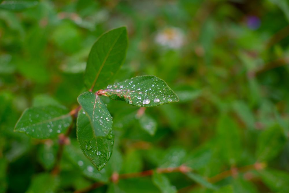 Photograph by Darina