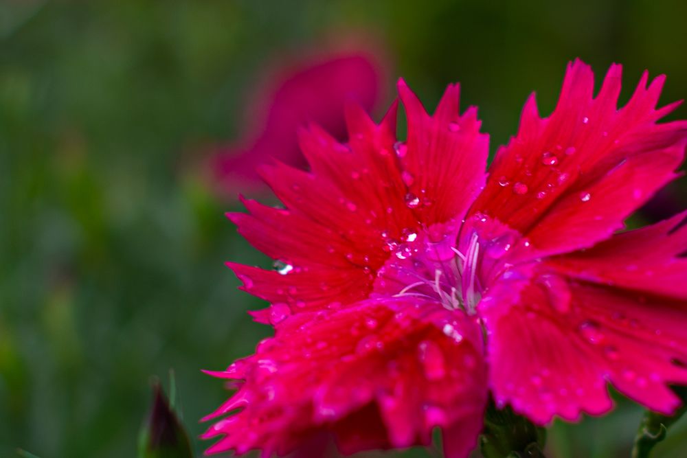 Photograph by Darina