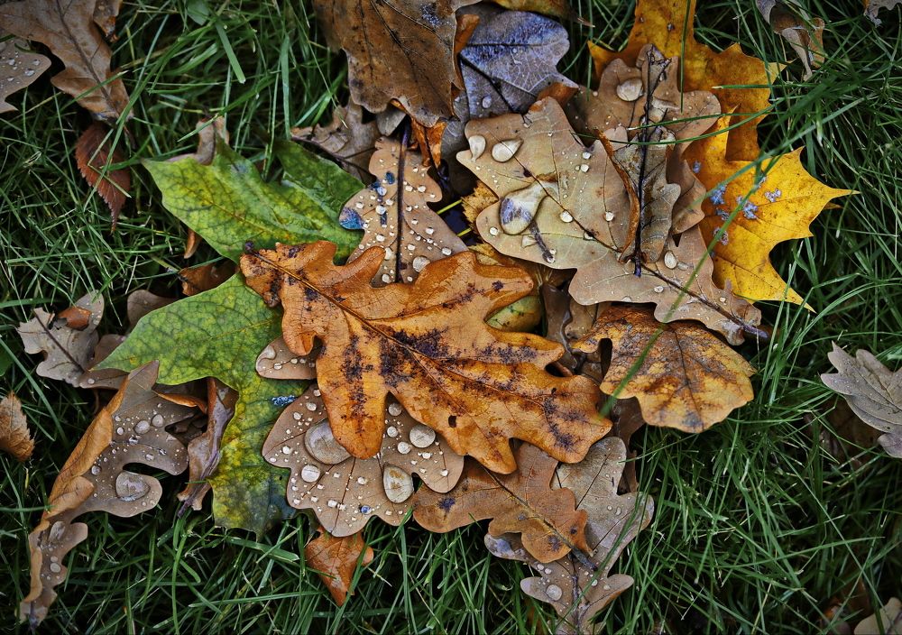 На московском бульваре.