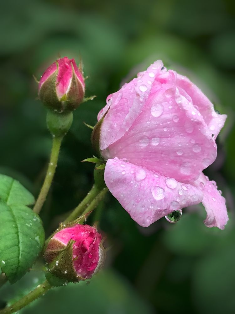 Photograph by Татьяна Шибанова