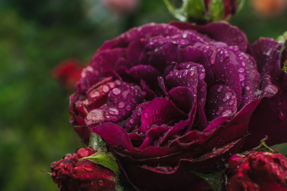 Photograph by Екатерина Абатурова