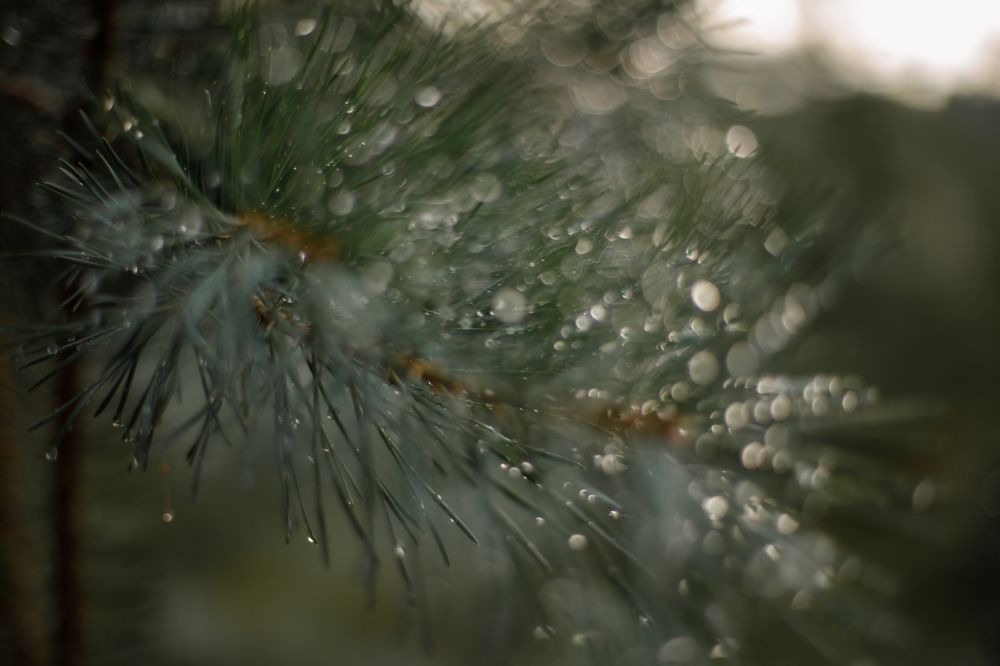 Photograph by Светa Епифанова