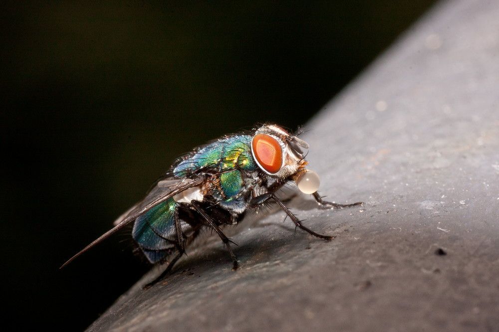 Фотография автора Максим Светличный