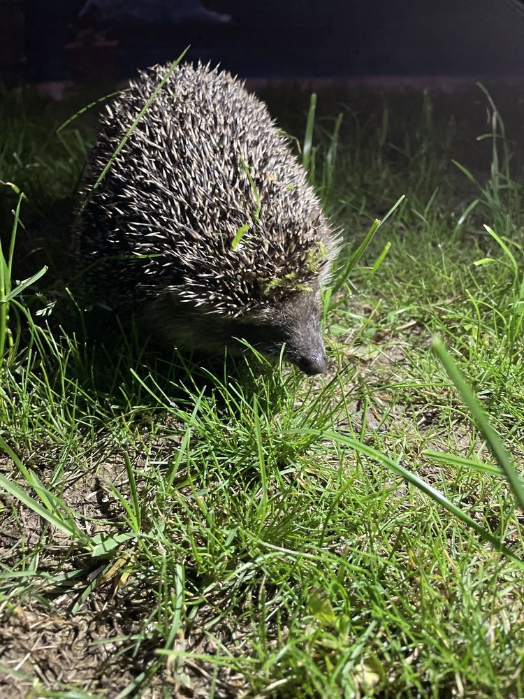 Photograph by Лариса Белашова