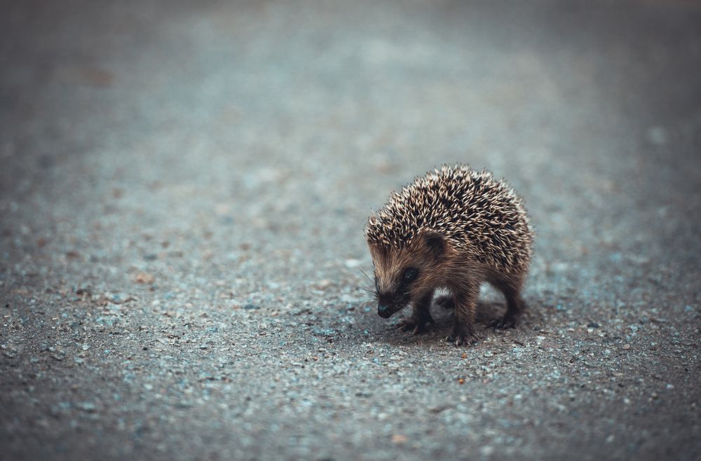 Photograph by Лемехов Иван