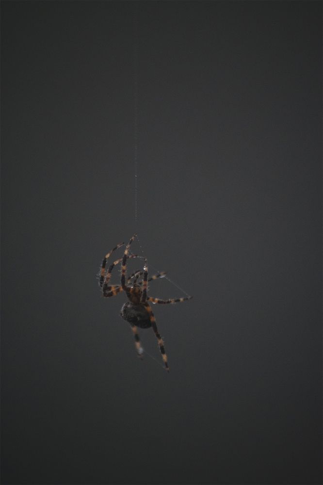 Фотография автора Koosha Zeineddin