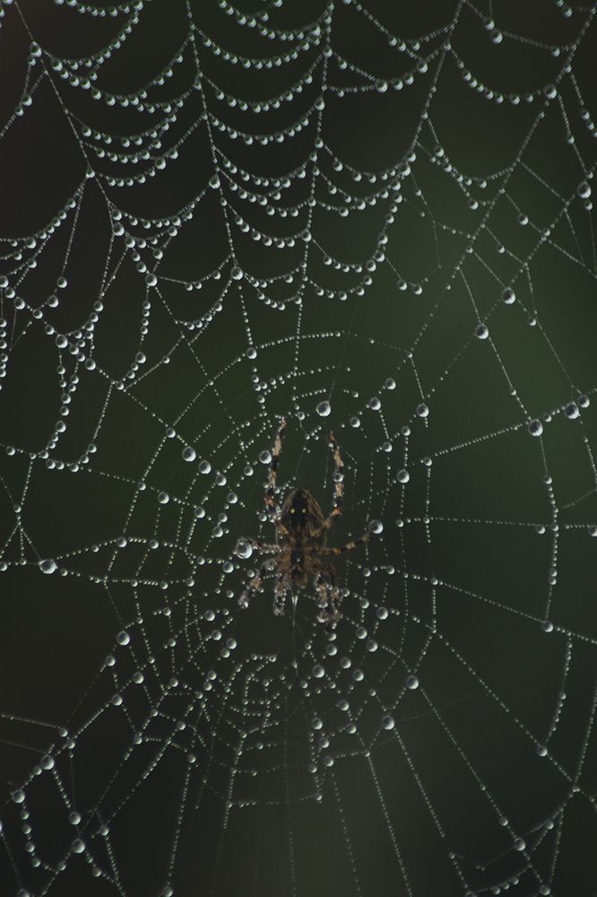 Фотография автора Koosha Zeineddin