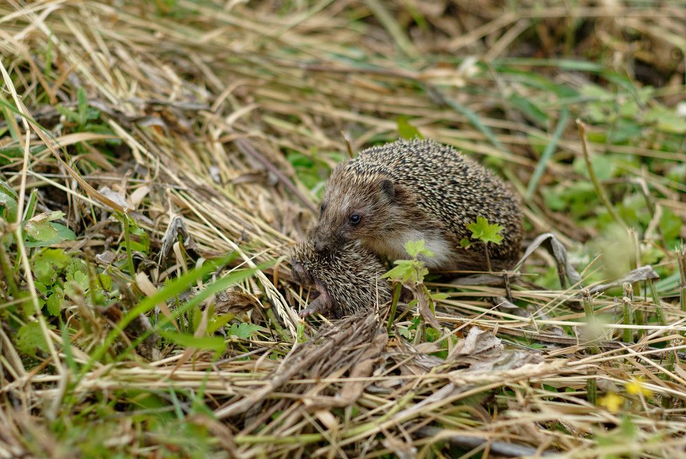 Напряжение