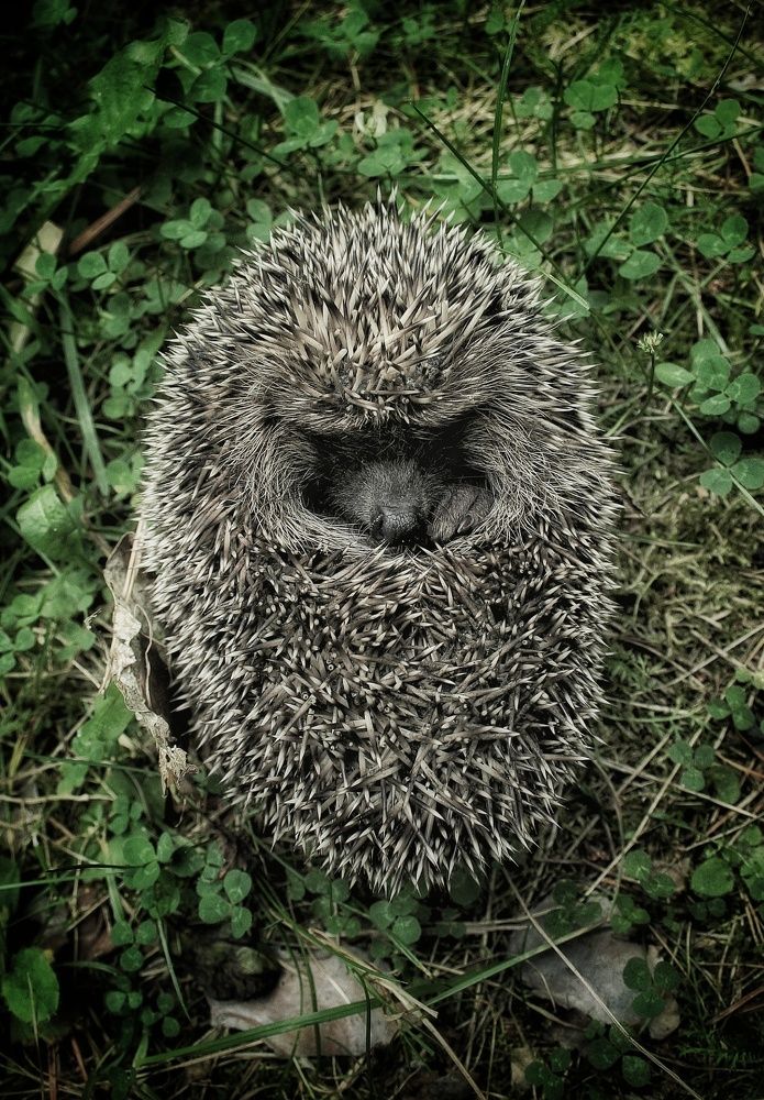 Фотография автора Максим Светличный