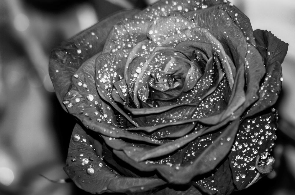 Photograph by Oxana Ukhlina