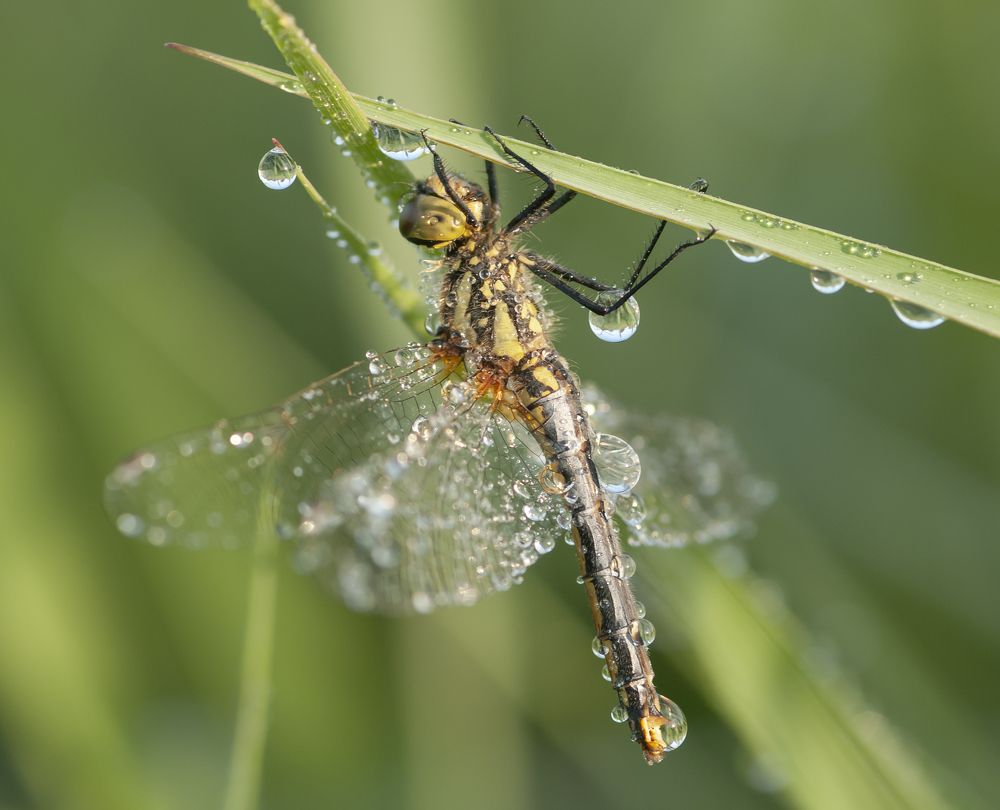 Photograph by Александр Гвоздь